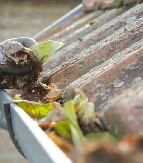 Gouttière obstruée par les feuilles et la mousse